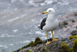 Goéland Siméon - Belcher's Gull
