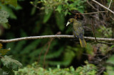 Cassique olivâtre - Dusky-green oropendola