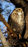Grand-duc d'Amérique -Great horned owl