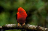 Coq-de-roche péruvien- Andean Cock-of-the-rock