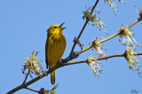 Paruline jaune - Yellow warbler