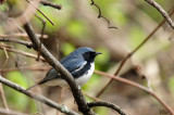 Paruline bleue - Black-throated blue warbler