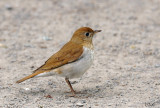 Grive fauve - Veery