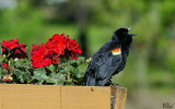Carouge à épaulettes - Red-winged blackbird