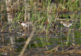 Phalarope de Wilson - Wilson's phalarope