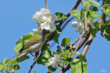 Paruline obscure - Tennessee warbler