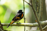 Paruline flamboyante - American redstart