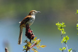 Moqueur roux - Brown thrasher