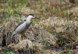 Bihoreau gris - Black-crowned Night-heron