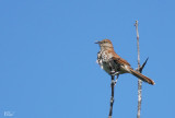 Moqueur roux - Brown thrasher