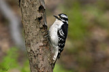 Pic mineur - Downy woodpecker