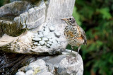 Merlot !! American robin (juvenile)