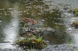 Bécassine de Wilson - Wilson's snipe