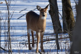 Cerf de Virginie -White-tailed deer