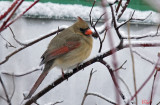 Cardinal rouge