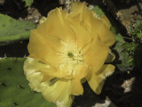 The Cactus Flower (A Gallery)
