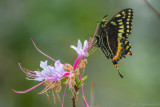 20170223-_MGL4880O'Leno Native Azela with Black Swallowtail 2.jpg