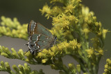 Callophrys gryneus sweadneri - Sweadner's Juniper Hairstreak (Olive Hair Streak)2.jpg
