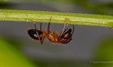 _MGL6735Carpenter Ant 2.jpg