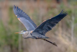 20170303-_MGL5529Heron in Flight, Sweetwater.jpg