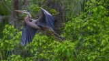 20170310-_MGL6411Great Blue in the woods.jpg