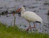 Banded Water Snake dinner for Ibis.jpg