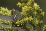 Callophrys gryneus sweadneri - Sweadner's Juniper Hairstreak (Olive Hair Streak)2.jpg