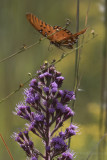 Fritillary on Star Flowers-2.jpg