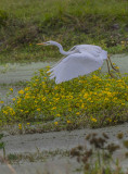 Great Blue Heron White Phase Sweetwater.jpg