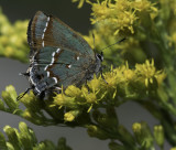 Hairstreak4.jpg