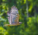Red Shoulder in Flight.jpg