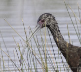 White-faced Ibis St. Marks.jpg