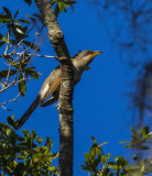 Yellow-billed Cuckoo.jpg