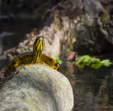 Yellow Bellied Slider Ichetucknee_.jpg