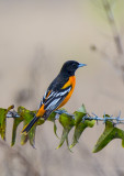 Baltimore Oriole-Ft.White Bird Count.jpg