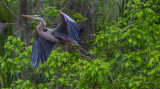 20170310-_MGL6411Great Blue in the woods.jpg