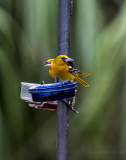Baltimore Oriole at grape jelly station.jpg