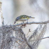 Blue Headed Viero-Watermelon.jpg
