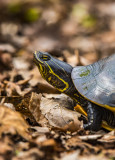 Chicken Turtle Alligator Lake.jpg