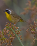 Common Yellowthroat Sweetwater.jpg