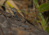 Eastern Fence Lizard male.jpg