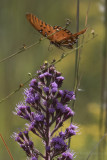 Fritillary on Star Flowers-2.jpg