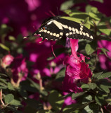 Giant Swallowtails High Springs-11.jpg