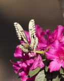 Giant Swallowtails High Springs-6.jpg