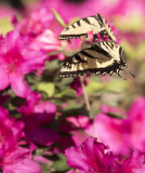 Giant Swallowtails High Springs-7.jpg