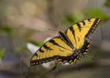 Giant Swallowtails High Springs-8.jpg