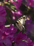 Giant Swallowtails High Springs.jpg