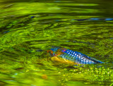 Koi abstract.jpg