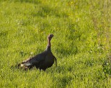 Wild Turkey