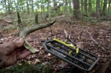 NY Shed Antlers/ATL's